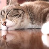 猫のうんちに血が混ざる原因と考えられる病気｜予防法や受診時の注意点も解説