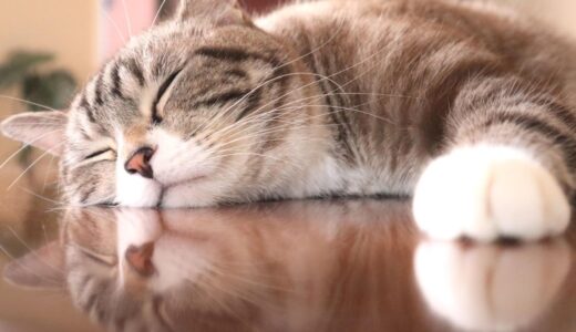 猫のうんちに血が混ざる原因と考えられる病気｜予防法や受診時の注意点も解説