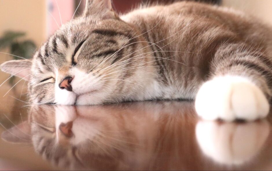 猫のうんちに血が混ざる原因と考えられる病気｜予防法や受診時の注意点も解説