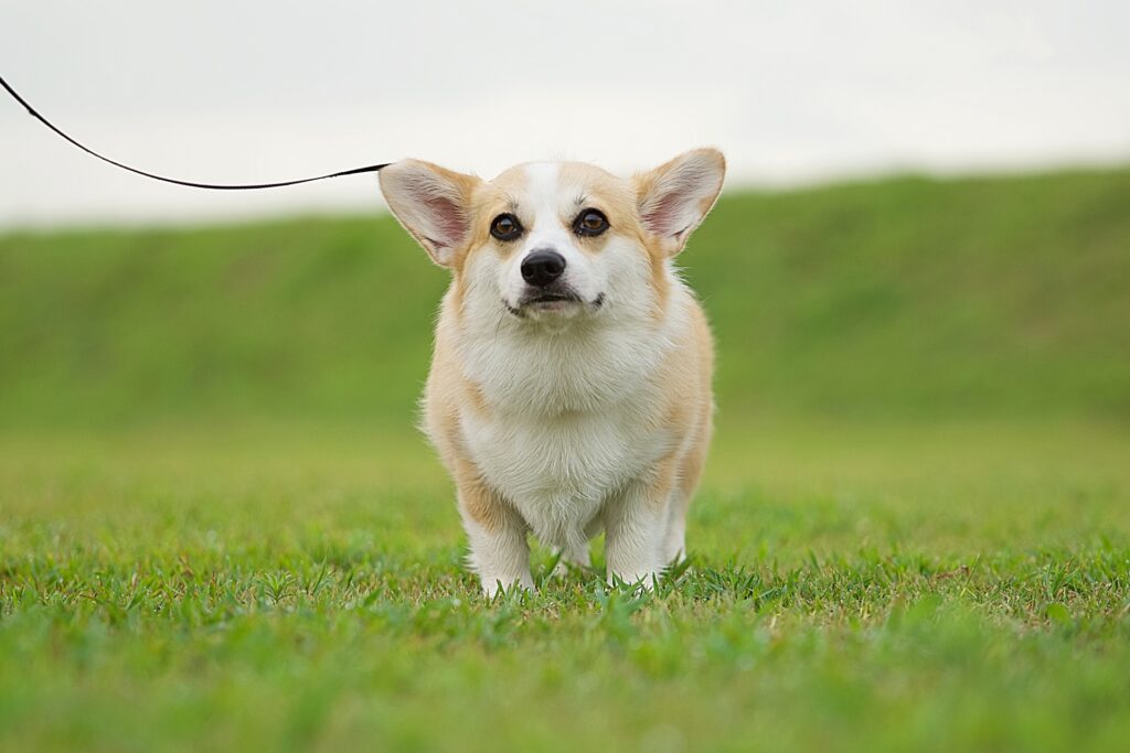 走る犬