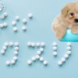 動物病院で薬だけもらえる？注意点など知っておきたいポイントを解説