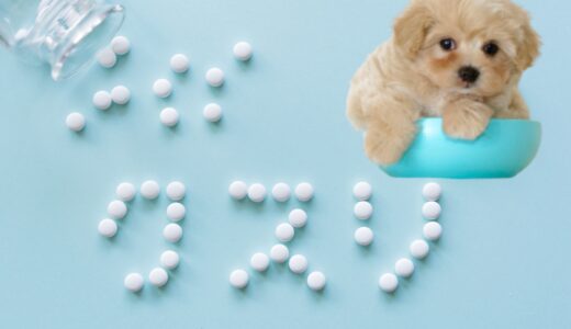 動物病院で薬だけもらえる？注意点など知っておきたいポイントを解説