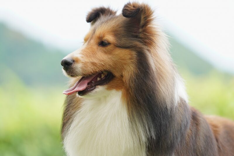 横を向く犬