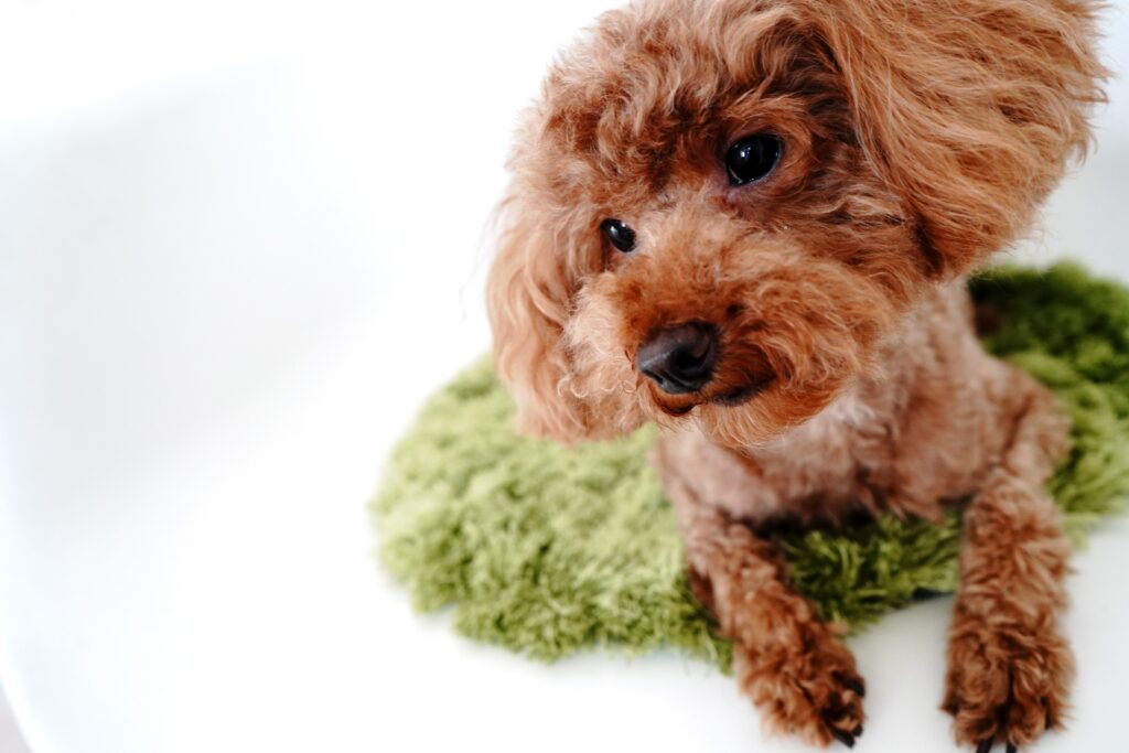 犬がパテラになったときの治療方法