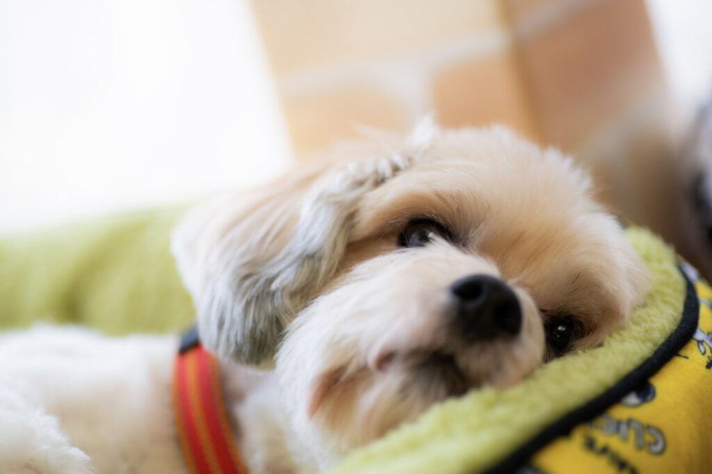 犬が吠えなくなる原因