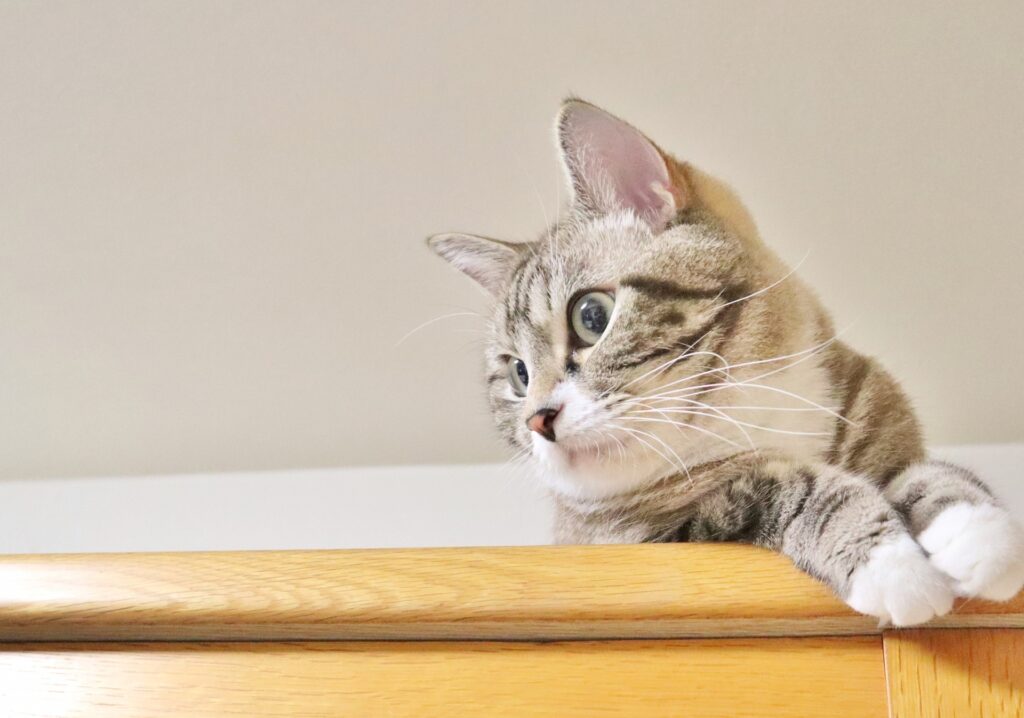 抜歯後のケアと口内炎の予防