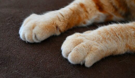 猫の爪が黒いときに考えられる病気や原因、治療方法を解説！