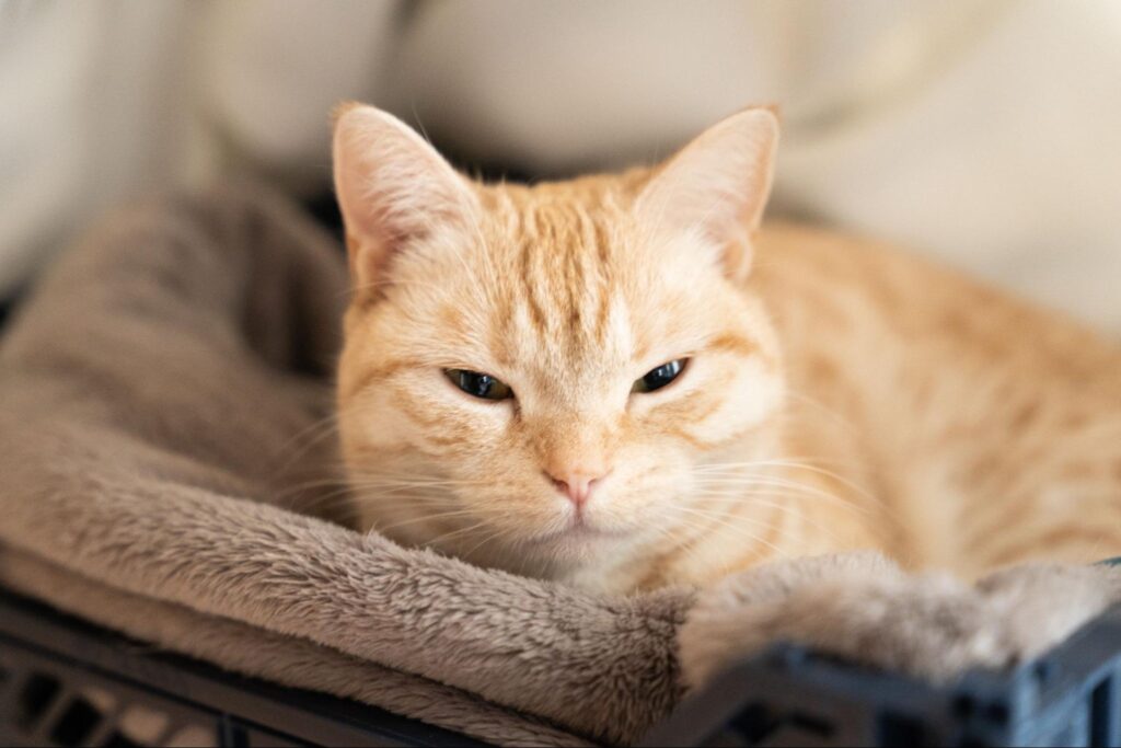 遠くを見る猫