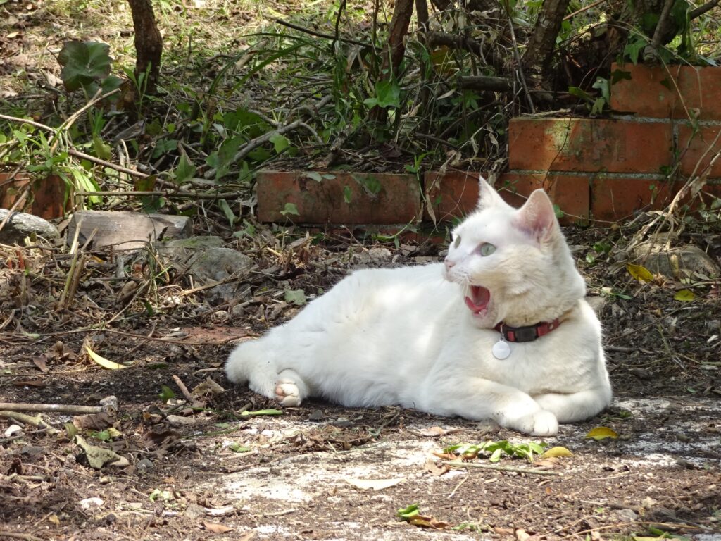 白い猫