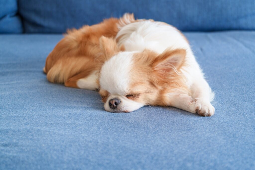 眠る犬