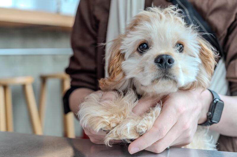 飼い主一緒に座る犬