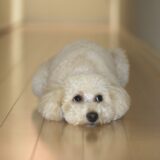 犬が吠えなくなるのは病気のサイン？吠えなくなる原因や対処法を解説