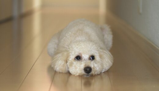 犬が吠えなくなるのは病気のサイン？吠えなくなる原因や対処法を解説