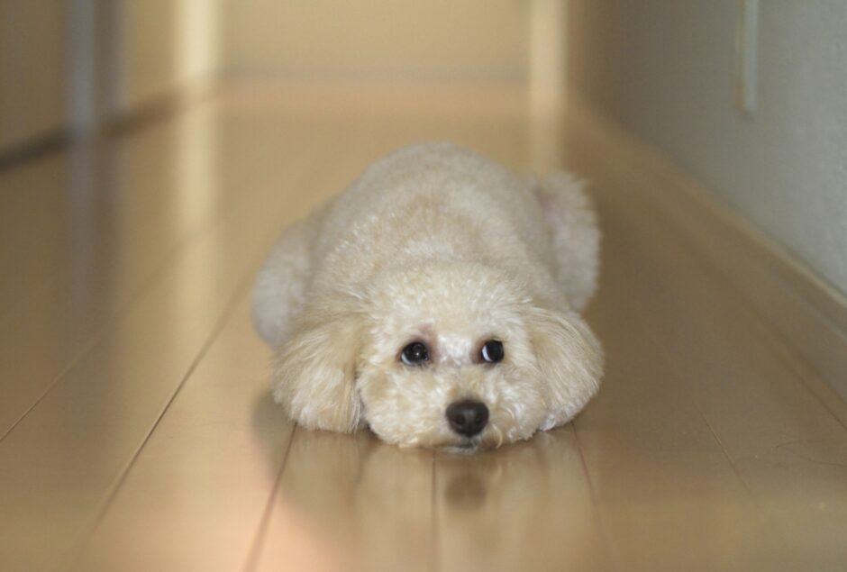 犬が吠えなくなるのは病気のサイン?吠えなくなる原因や対処法を解説