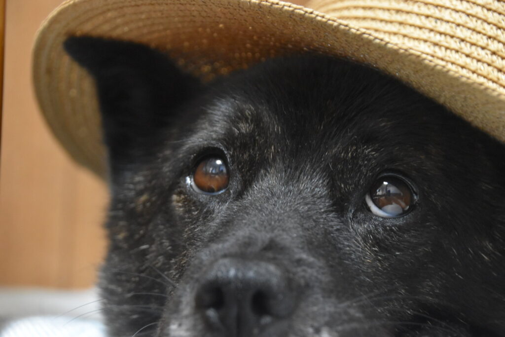 犬の便が黒くなる原因