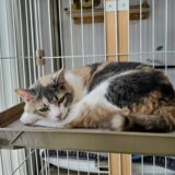 猫の爪から血が出てるときはどうすればいい？原因や治療方法を解説