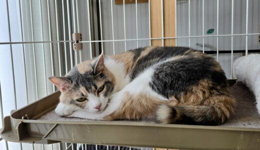 猫の爪から血が出てるときはどうすればいい？原因や治療方法を解説