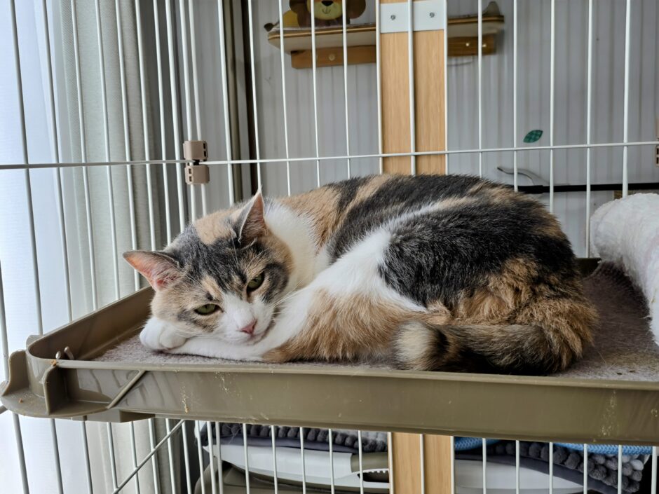 猫の爪から血が出てるときはどうすればいい？原因や治療方法を解説