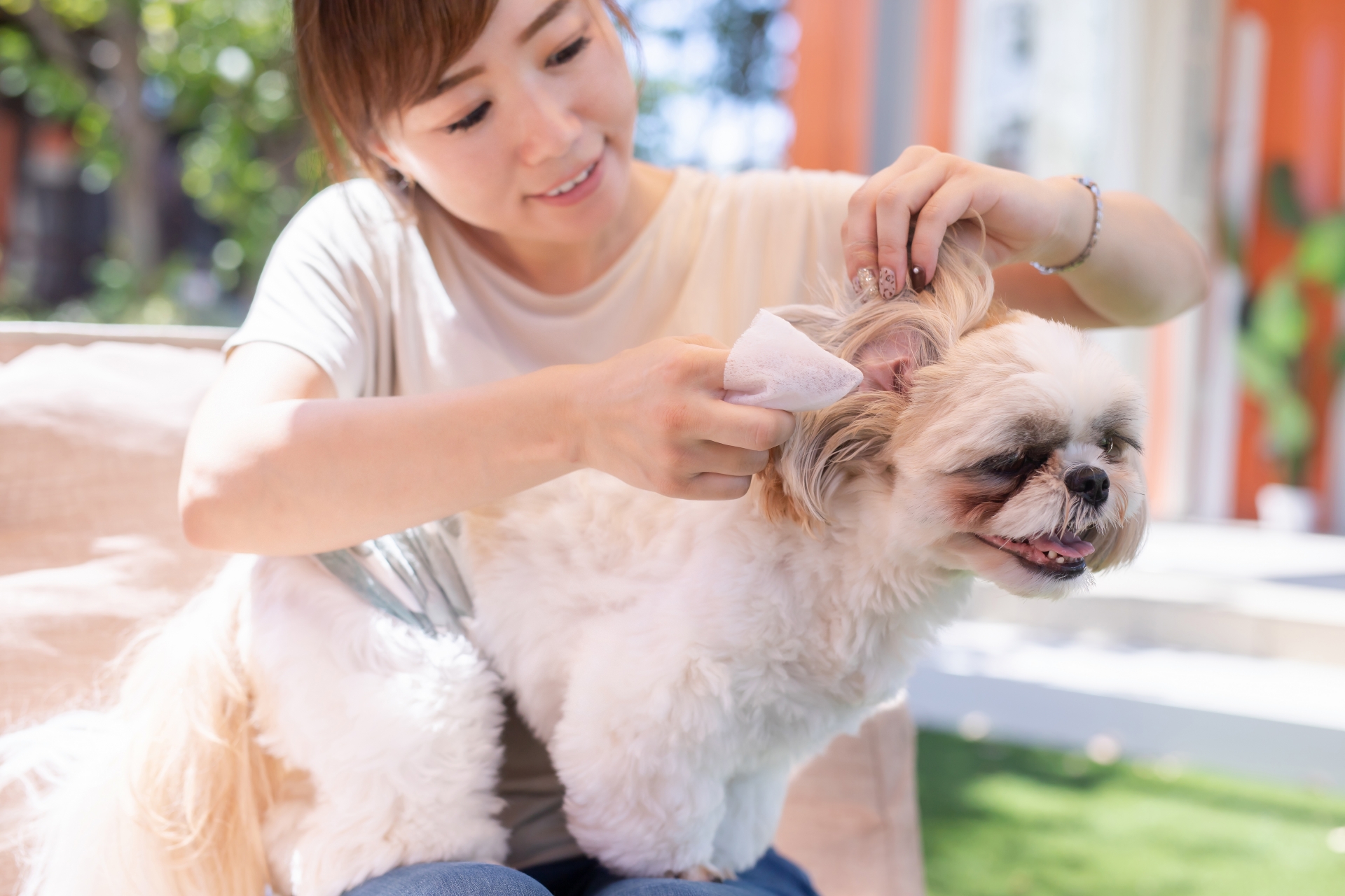 犬の耳のケア