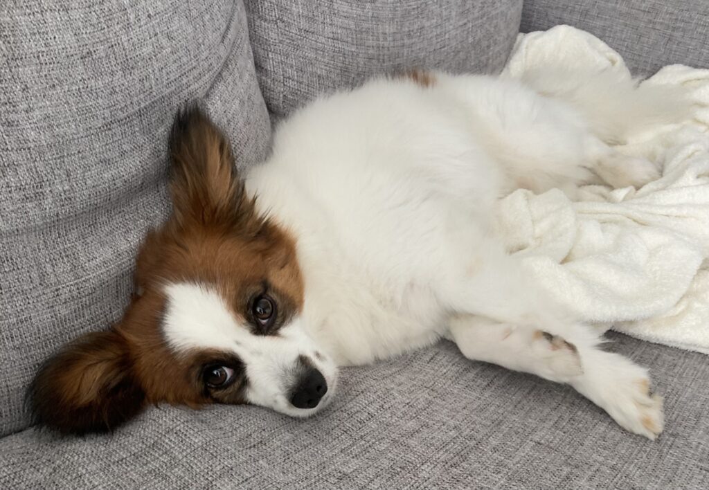 横たわる犬