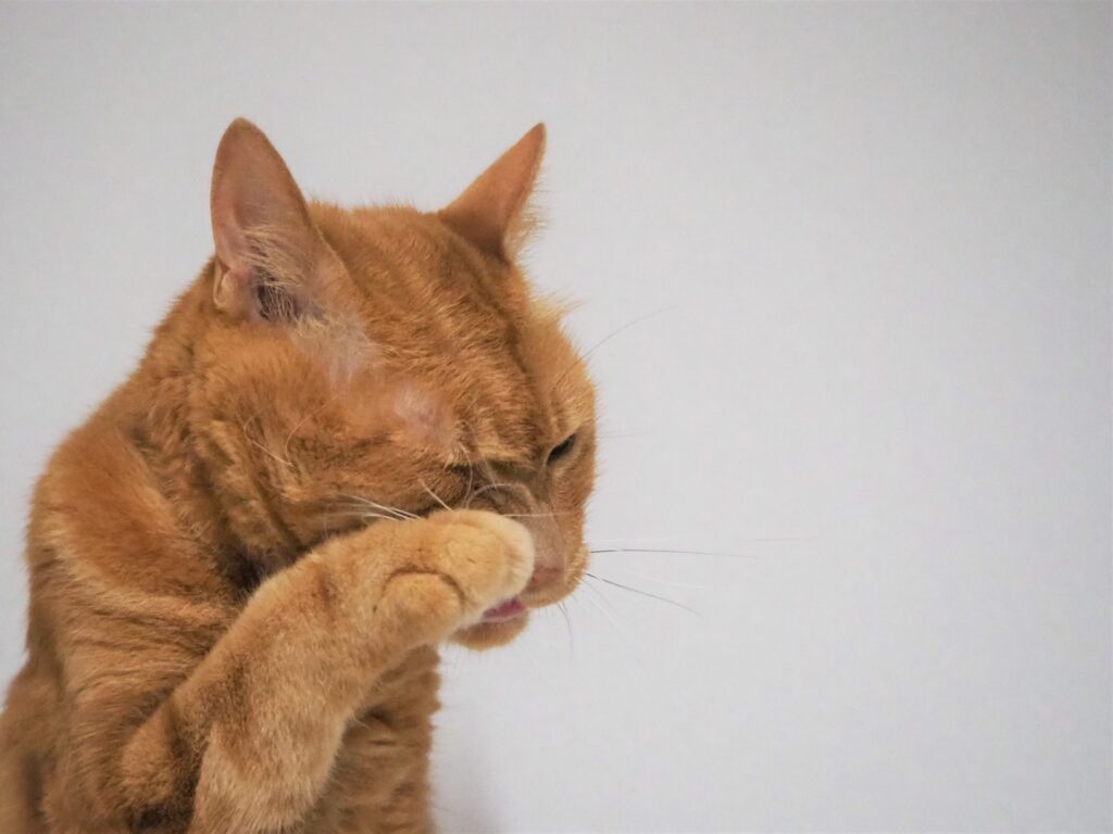 顔を洗う猫