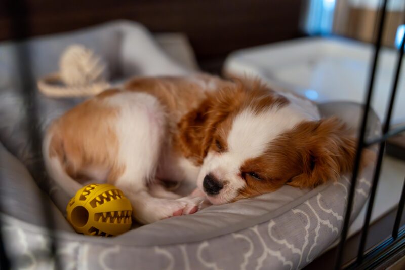 寝る犬