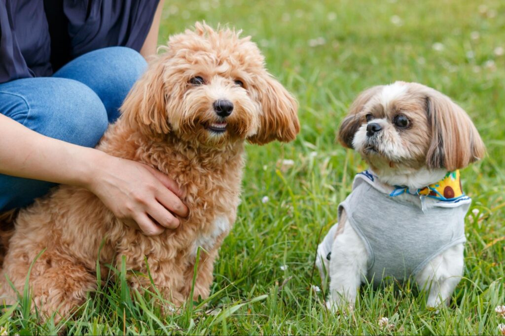 芝生にいる犬