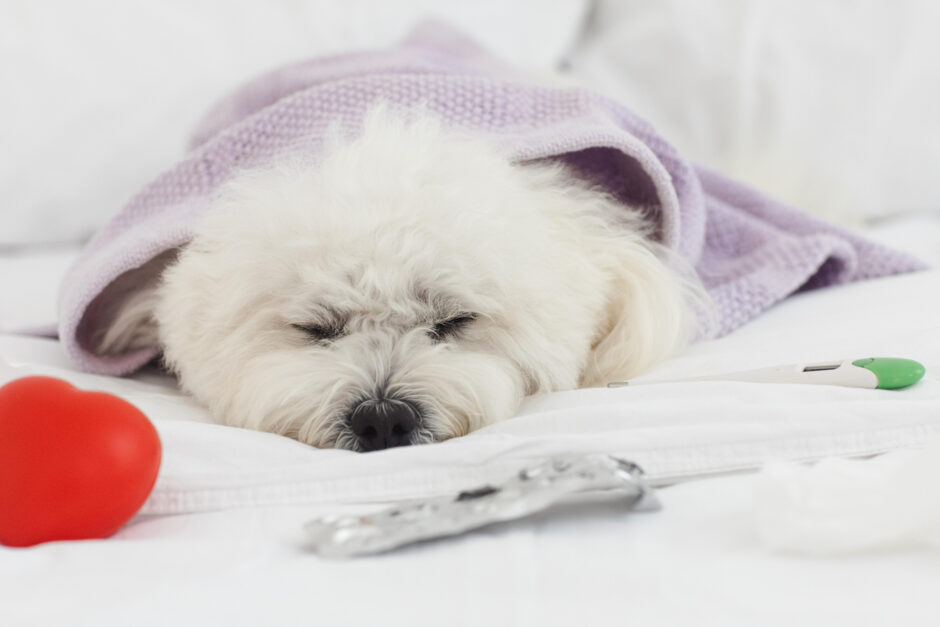 動物病院で休日診療しているところはある？特徴や受診の注意点、探し方を解説