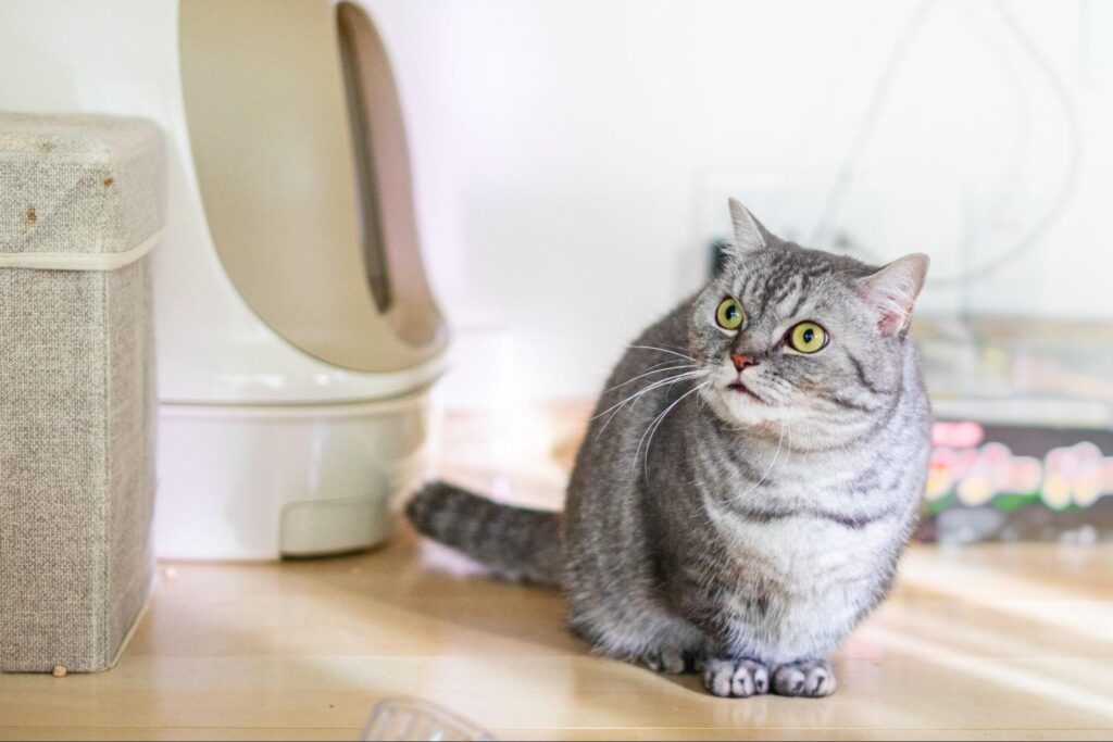 トイレにいく猫