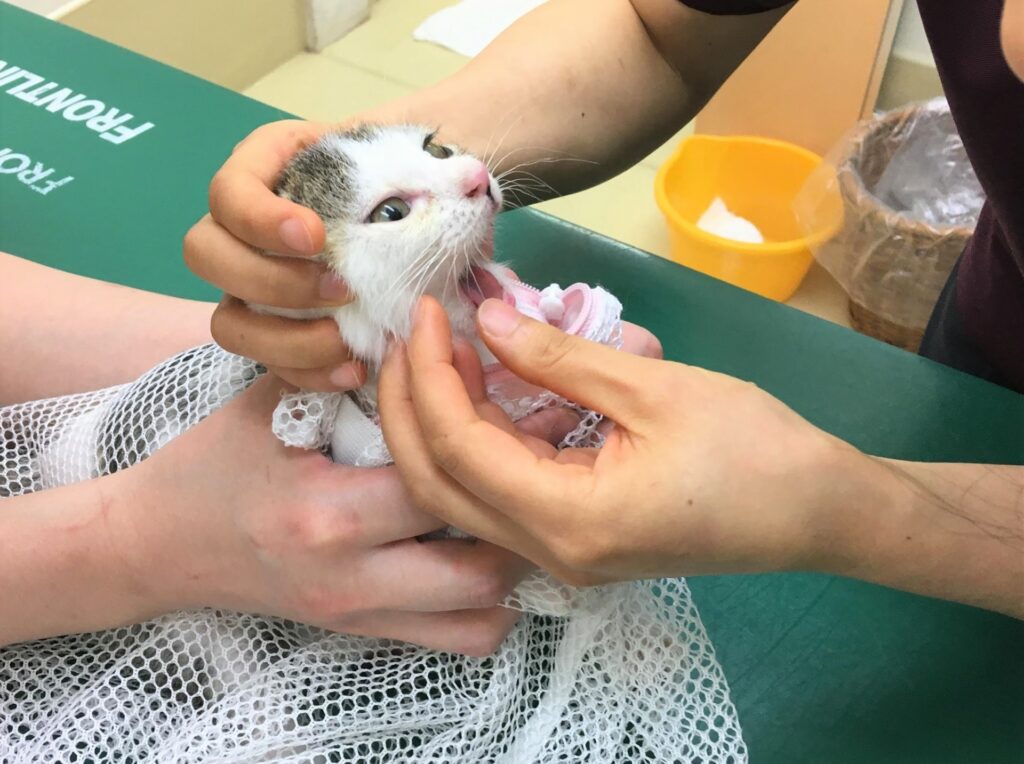 口を開ける猫