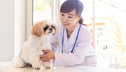 犬が心臓の病気になる原因｜病気の種類や症状、予防法を解説