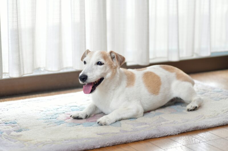 くつろぐ犬