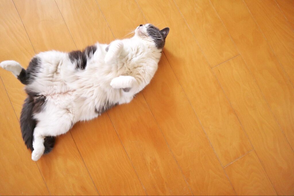横になる猫