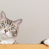 猫の扁平上皮がんはうつる？原因や症状、治療方法を解説