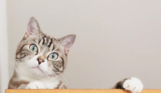 猫の扁平上皮がんはうつる？原因や症状、治療方法を解説