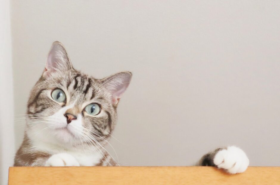 猫の扁平上皮がんはうつる？原因や症状、治療方法を解説