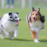 犬が患う可能性がある甲状腺の病気は？原因や症状、治療法を解説