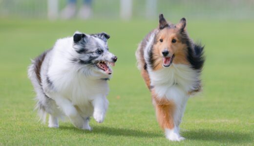 犬が患う可能性がある甲状腺の病気は？原因や症状、治療法を解説