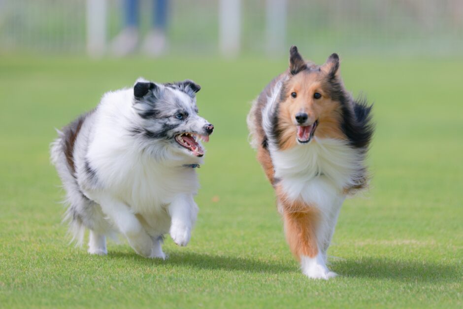 犬が患う可能性がある甲状腺の病気は？原因や症状、治療法を解説