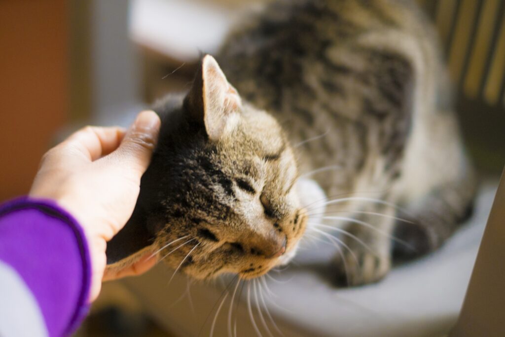 撫でられた猫