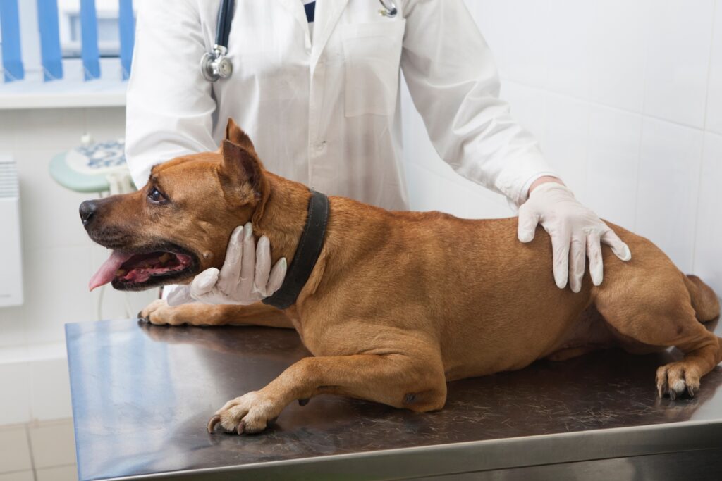 検査される犬