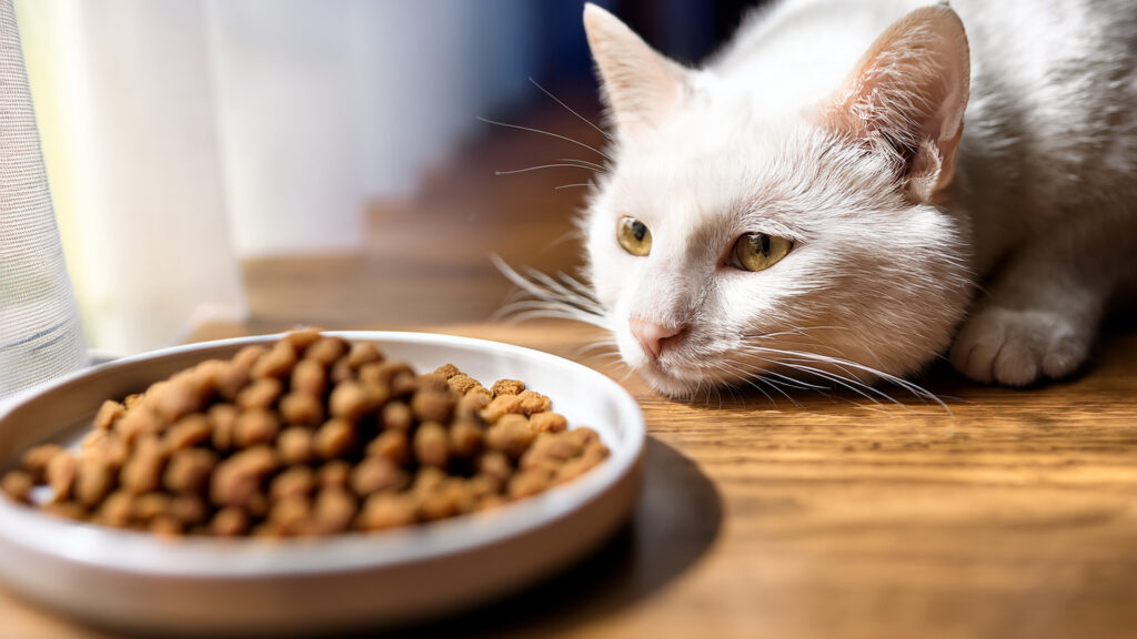 食欲のない猫