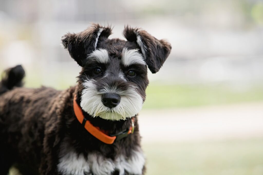 黒い犬