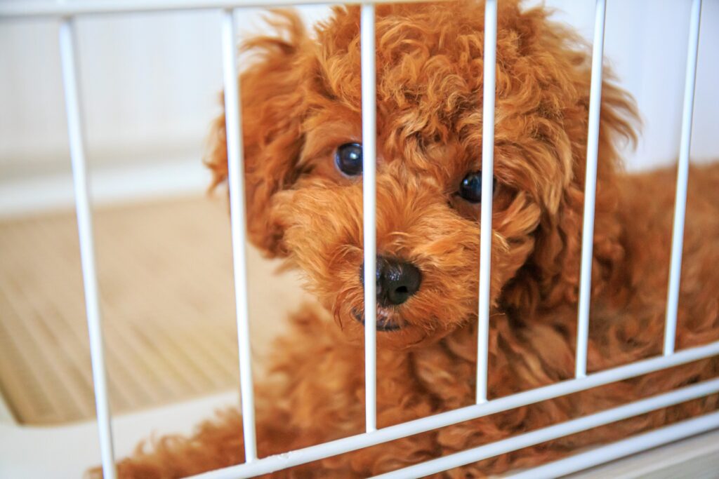 こちらを見る犬
