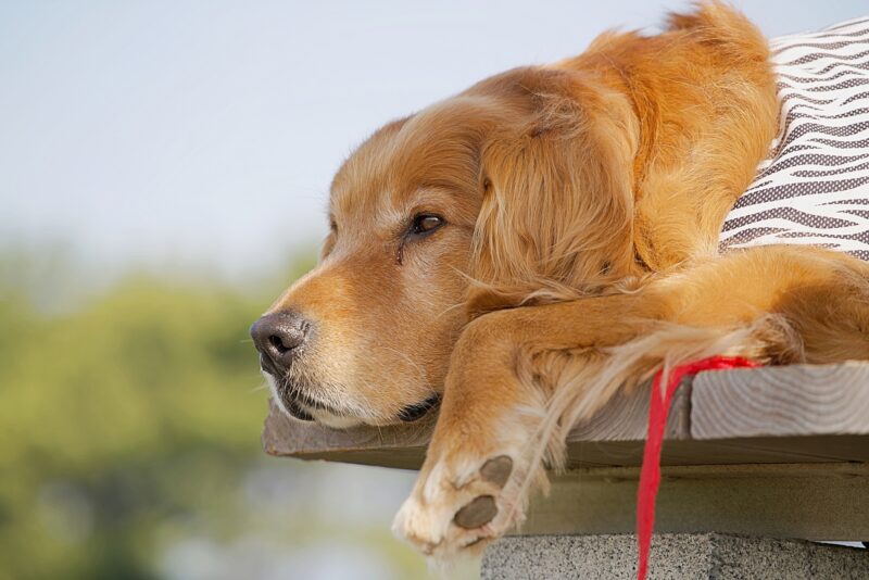 眠そうにする犬