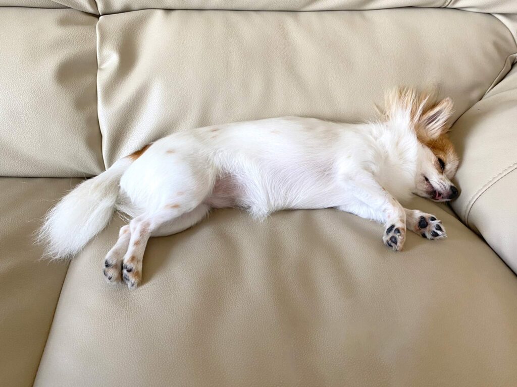 眠る犬