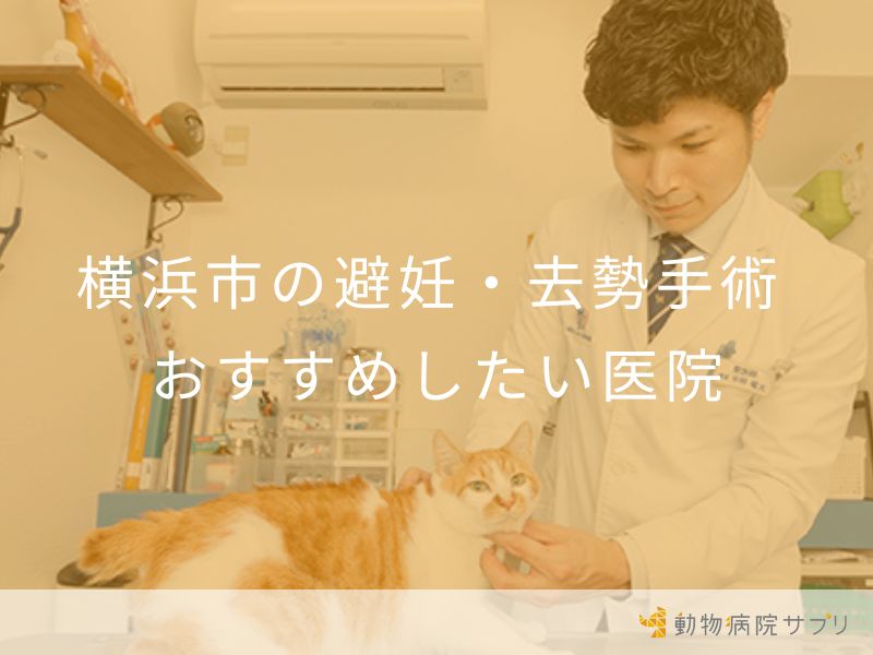 横浜市の避妊・去勢手術 おすすめしたい医院