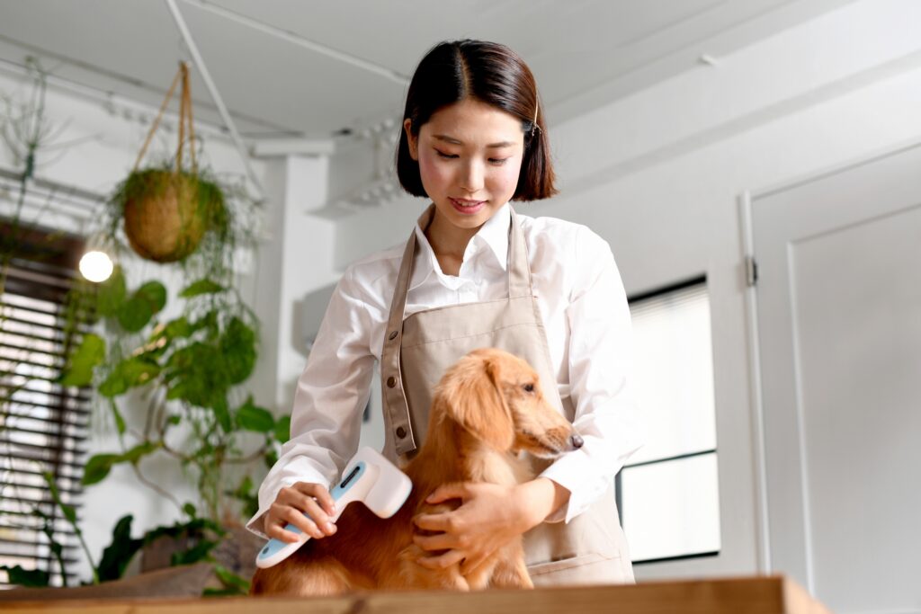 犬のブラッシングをする若い女性