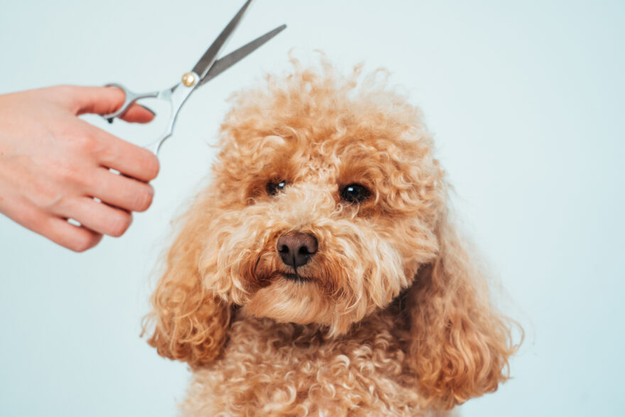 ハサミを持つ手とトイプードル
