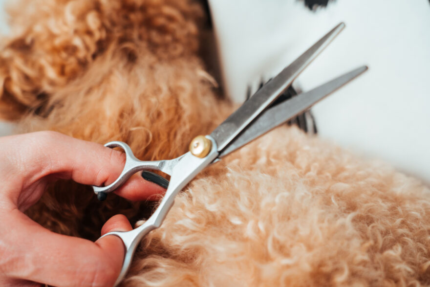 毛をカットするハサミを持つ手